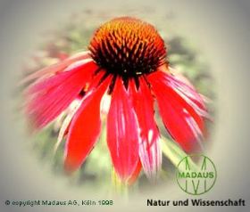 Madaus, f�r ein starkes Immunsystem.